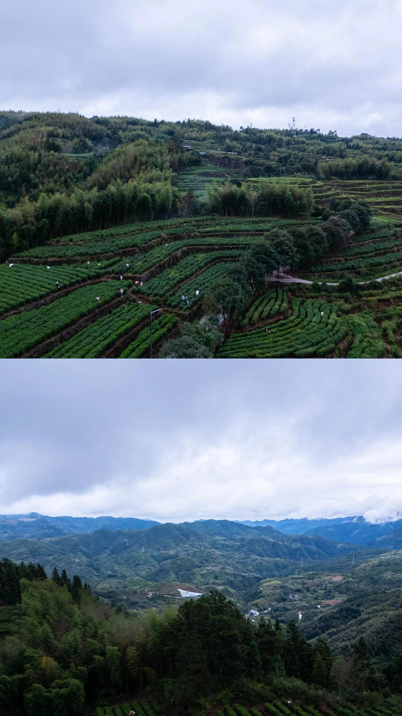 和小伙伴到泰顺旅行，怎么能错过泰顺“三杯香”呢？品茗了茶，当然也要去它的原茶地看