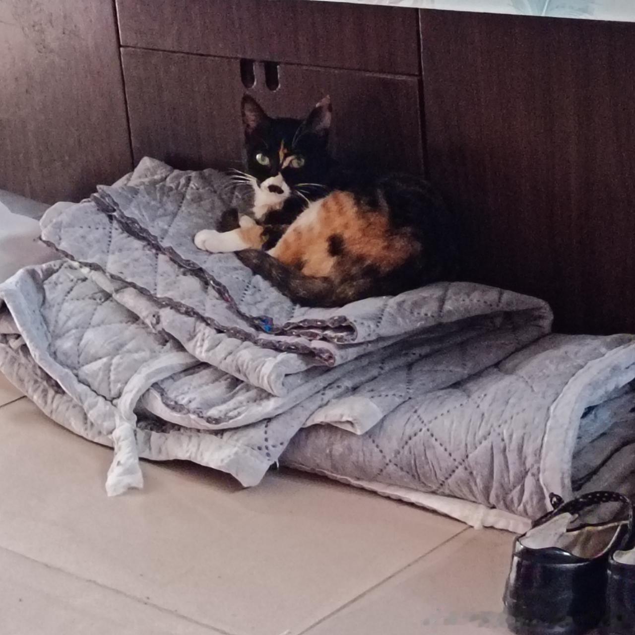 49143【老家是那种带院子的小平房】此猫溜进家里不肯走了 