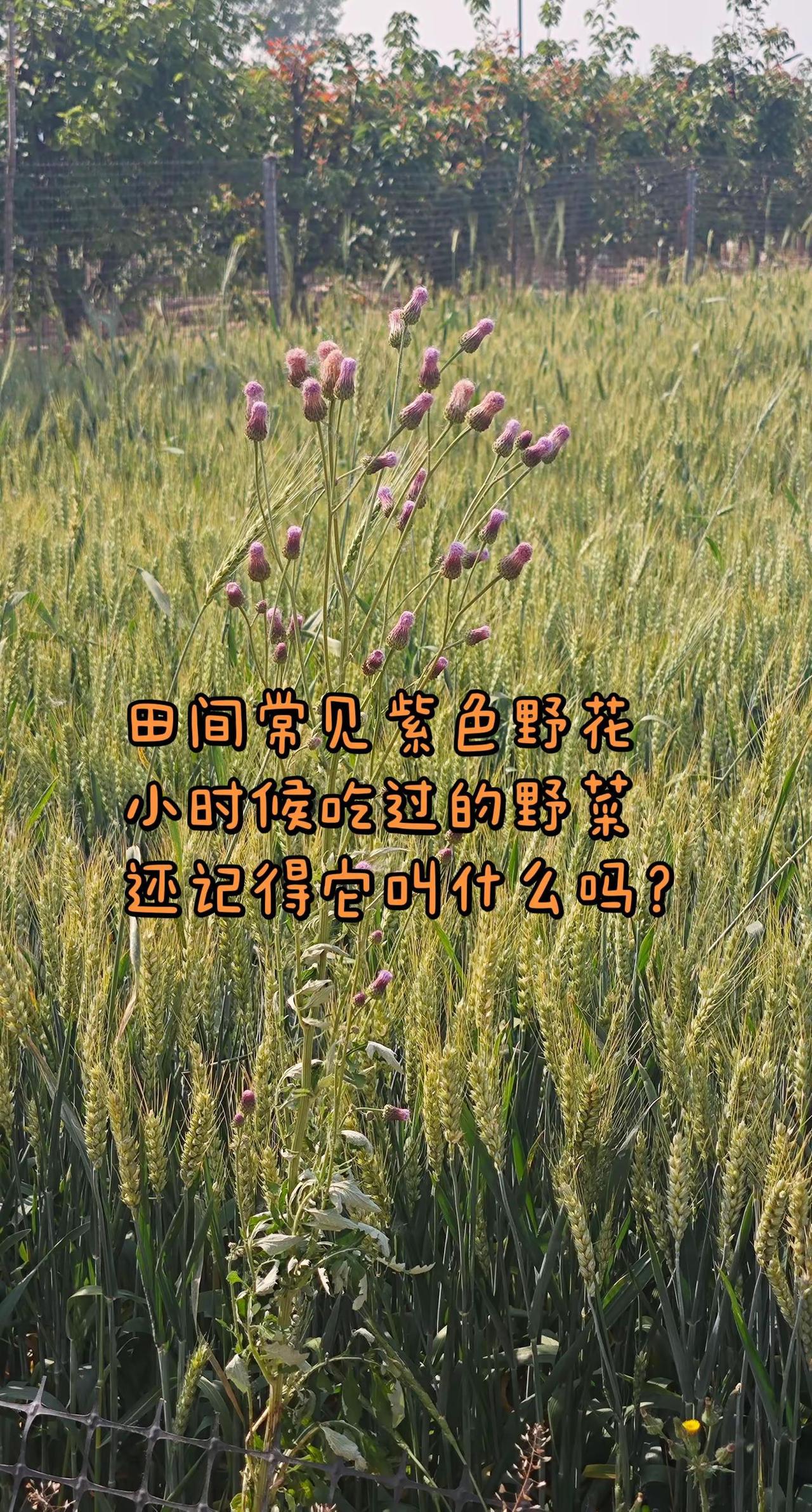 别小瞧田间这株紫花。麦田里随处可见的紫色小绒球，它叫泥胡菜，也叫石灰菜、猪兜菜、