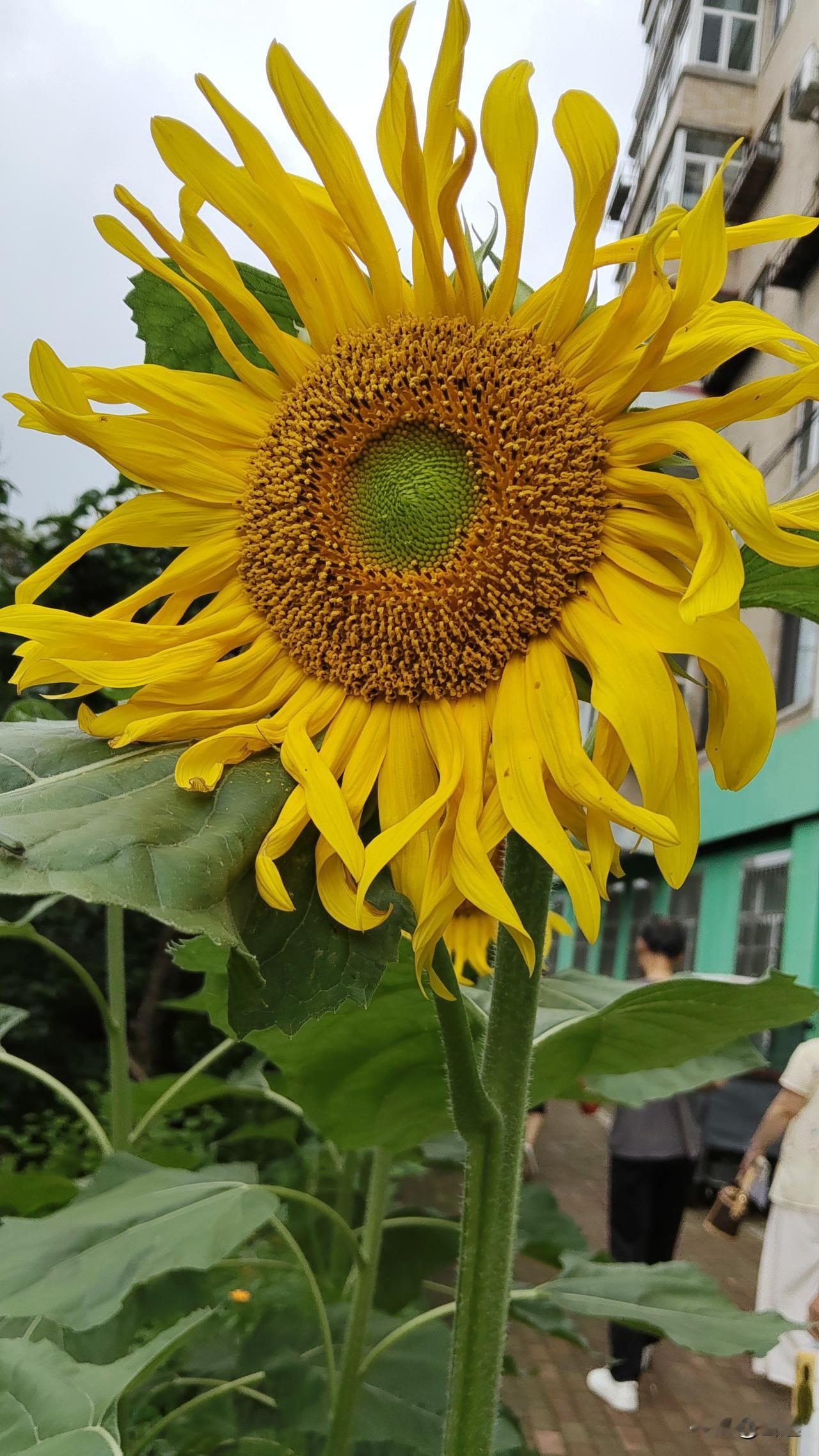 哈尔滨的天终于热起来了！

今天最高温度突破30℃了，

难得能看到大太阳真是太