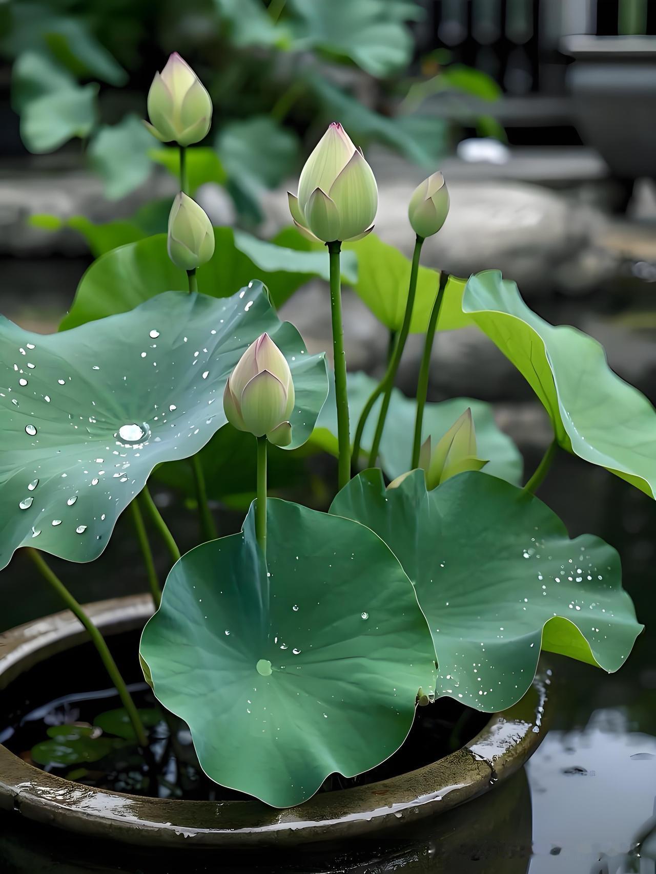《卧治斋盆池》
——宋·杨万里
旧来菰叶已全衰，
旋买新荷带藕栽。
看得荷花作莲