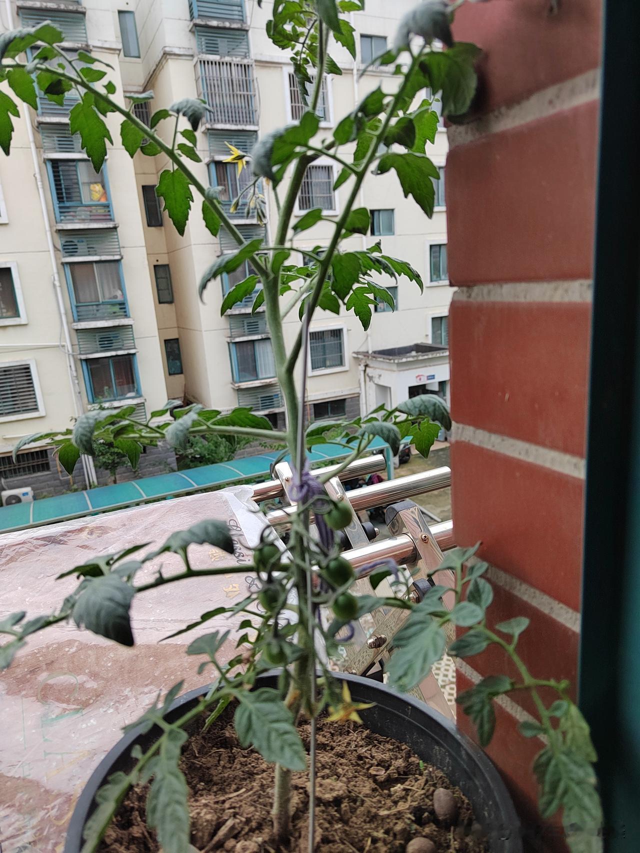 拼多多买的矮生小番茄，结果窜得这么高，问客服矮生为什么这高？客服不理我，被拼多多