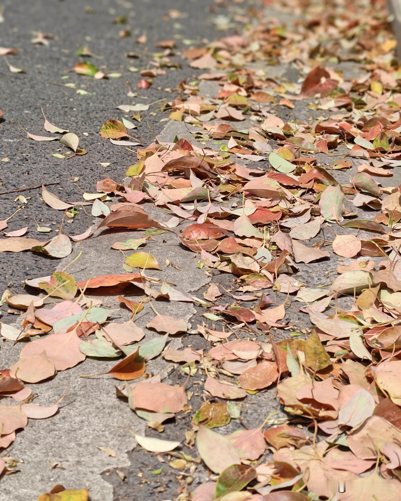 春天的金陵城，路上落满了香樟叶，风里都是南京的味道。

这不是秋的落叶，是春的新