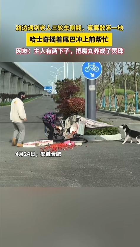 “太有灵性了！”4月24日，安徽合肥，一位奶奶骑三轮车时，不慎撞上了路中间的绿化