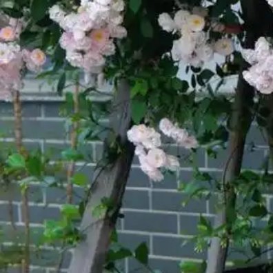 种植  | ‎种植文案 0000蔷薇的种植：1、种植方法种植 蔷薇花 可以采用播