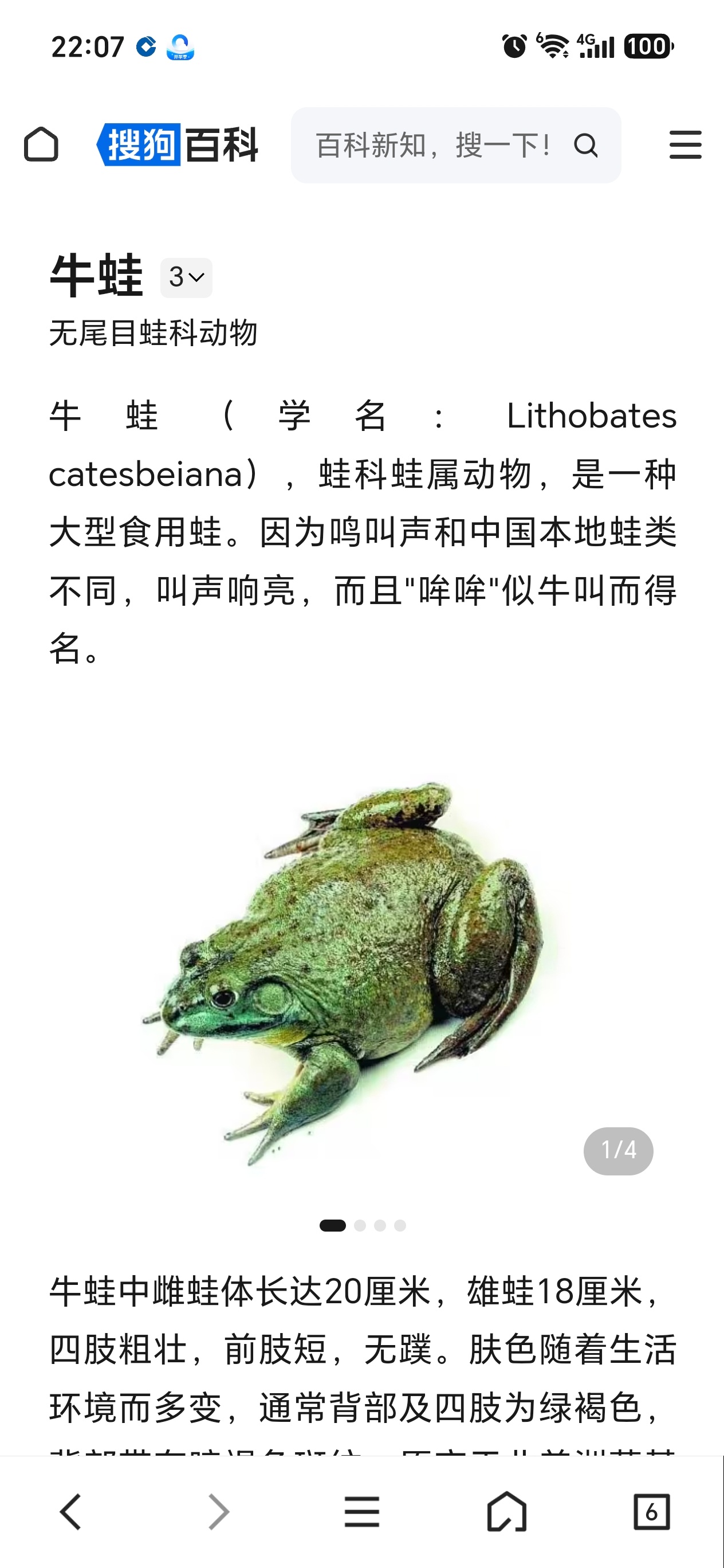 昨晚宵夜吃鲍鱼和螃蟹，今晚宵夜吃牛蛙和回锅肉，科普青蛙（田鸡）和牛蛙[吃瓜][吃
