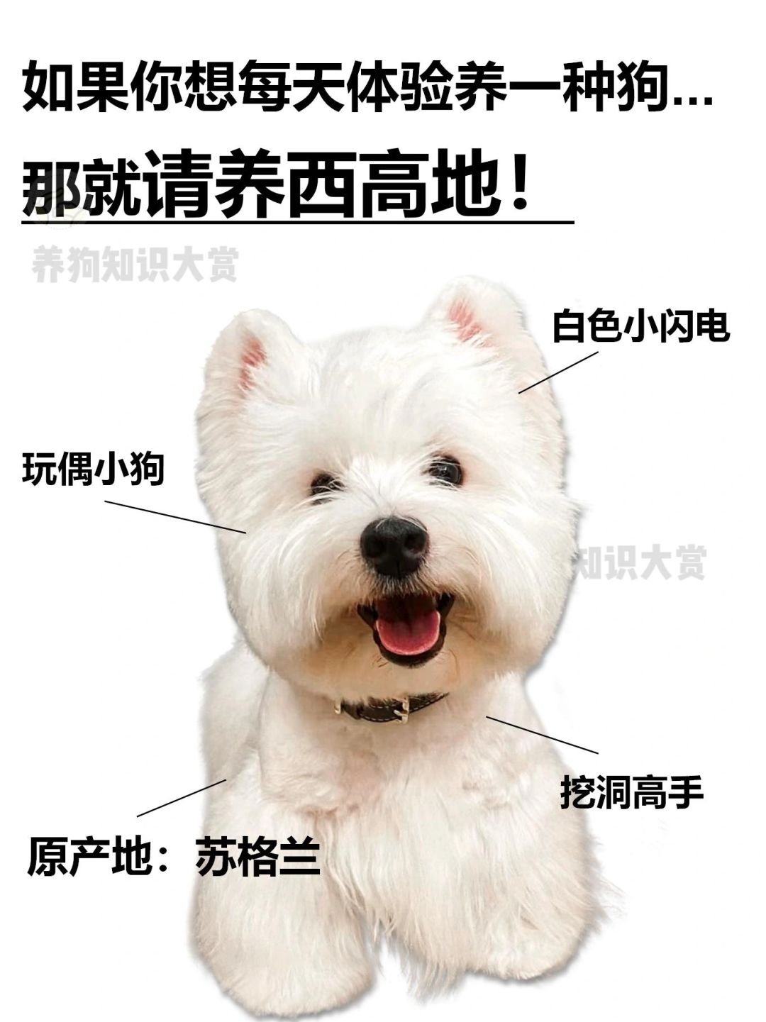 挑战每天养不同的狗｜拖把小狗西高地🧹