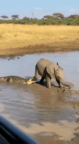 感觉这张画面是AI生成的，但是非常的逼真，尤其是画面的前半段，感觉就和真实发生的