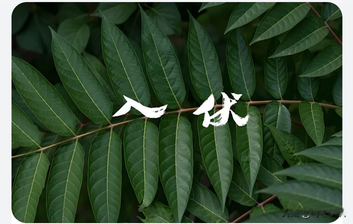 大家别高兴的太早啦！
       虽然入伏的今天早上下了一会儿小雨，空气清新，