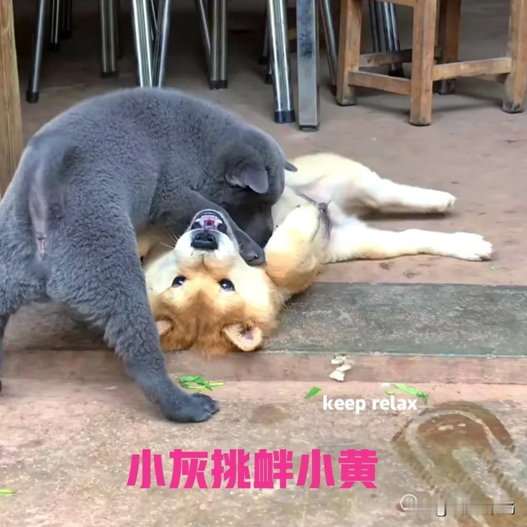 朋友家养了两只小奶狗，一黄一灰，两个小家伙非常喜欢干架。

小灰比较调皮，小黄比