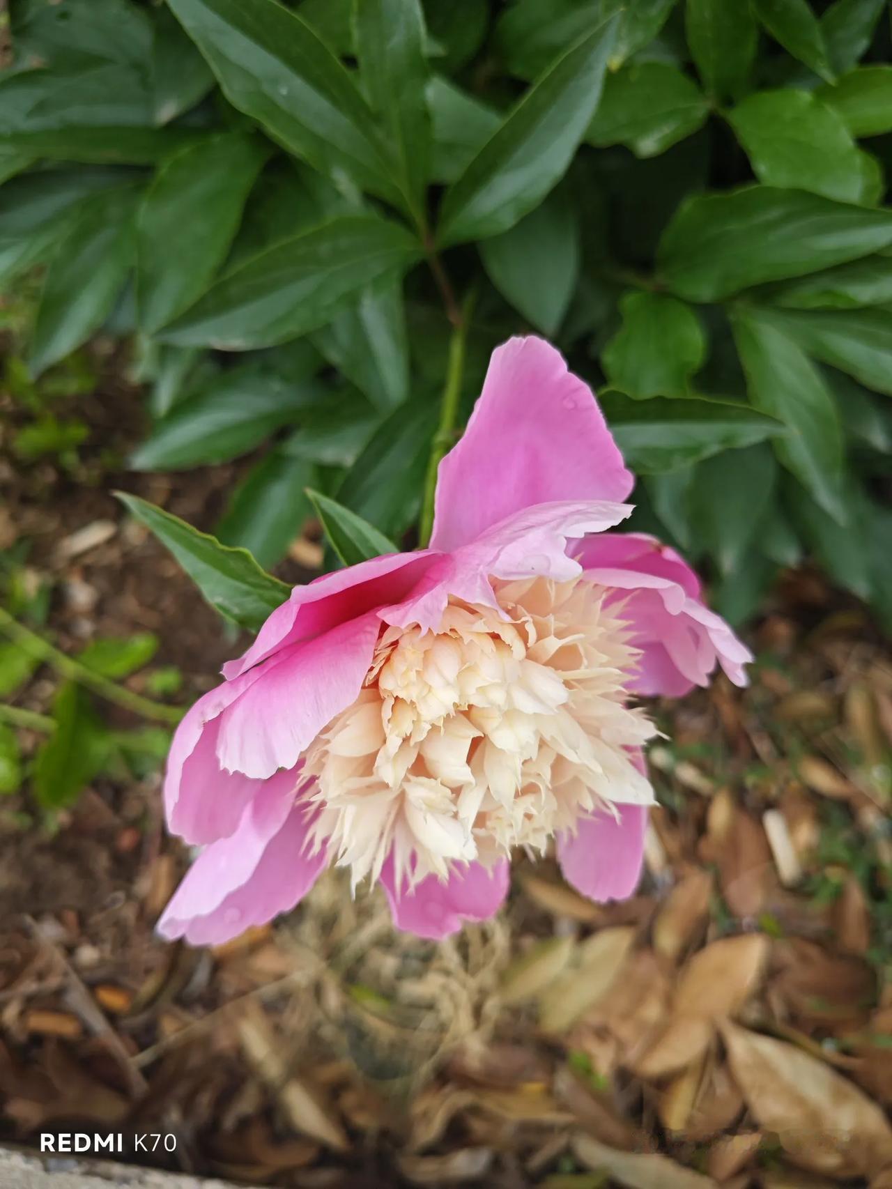 芍药