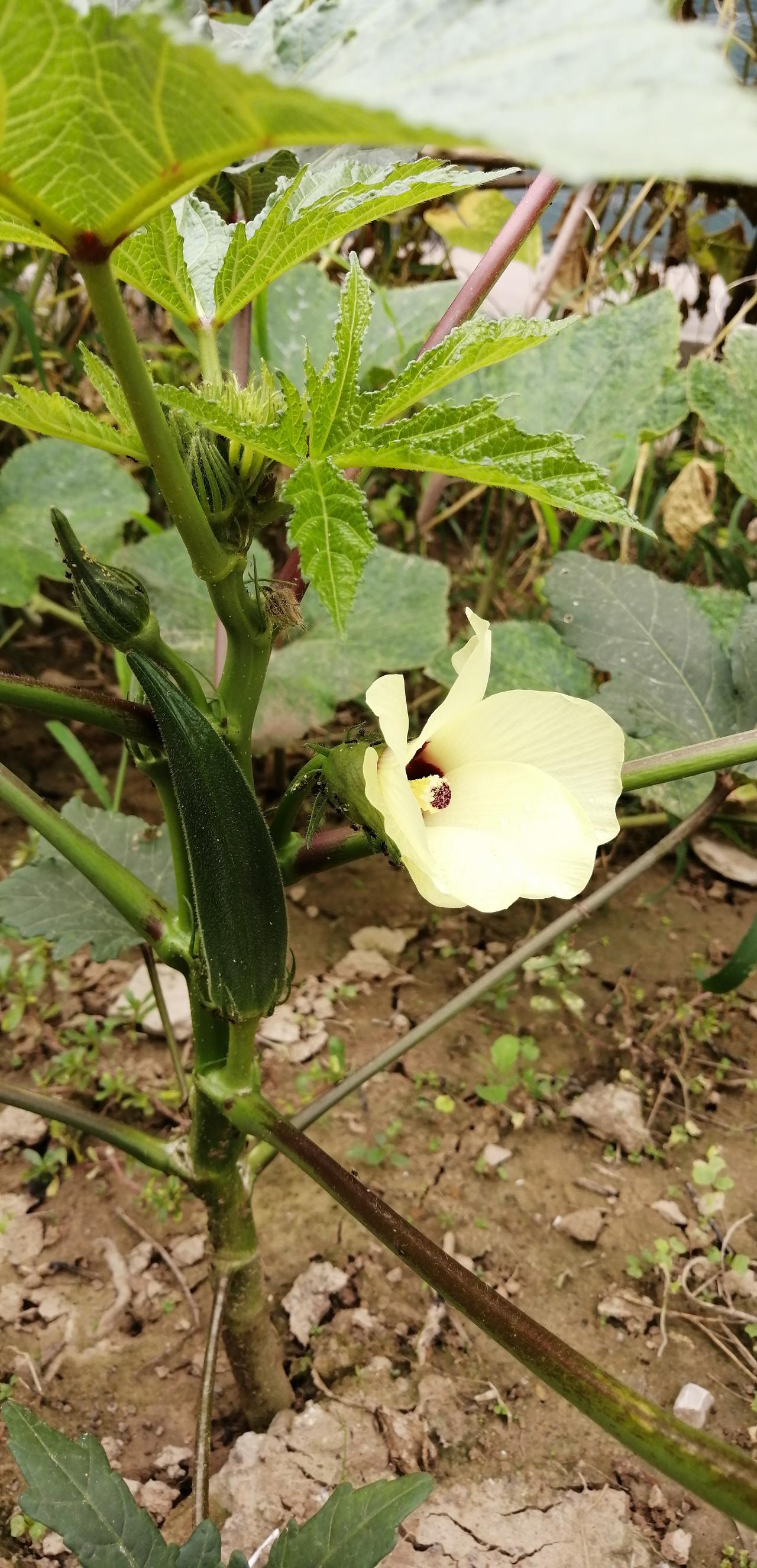 分享一张你拍的花，什么花都行秋葵的花儿。