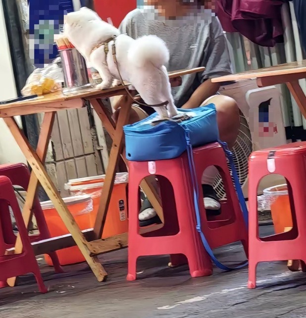 【南宁一门店有人把宠物狗放在桌台上】7月14日，网友爆料称：广西南宁的一个门店有