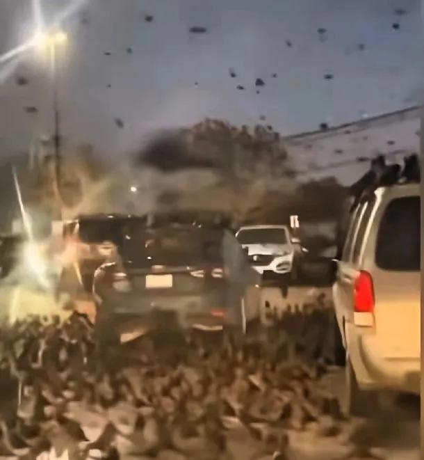 3月25日傍晚，以色列特拉维夫街头突然聚起大群乌鸦，低飞盘旋的画面让不少人心里发