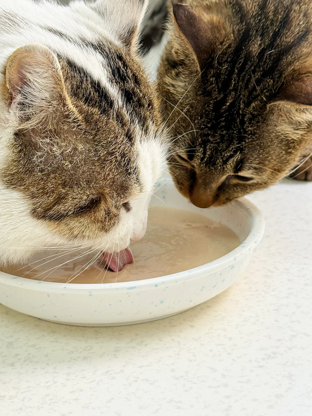 多猫家庭锁住！这款兔肉浓汤罐太香了