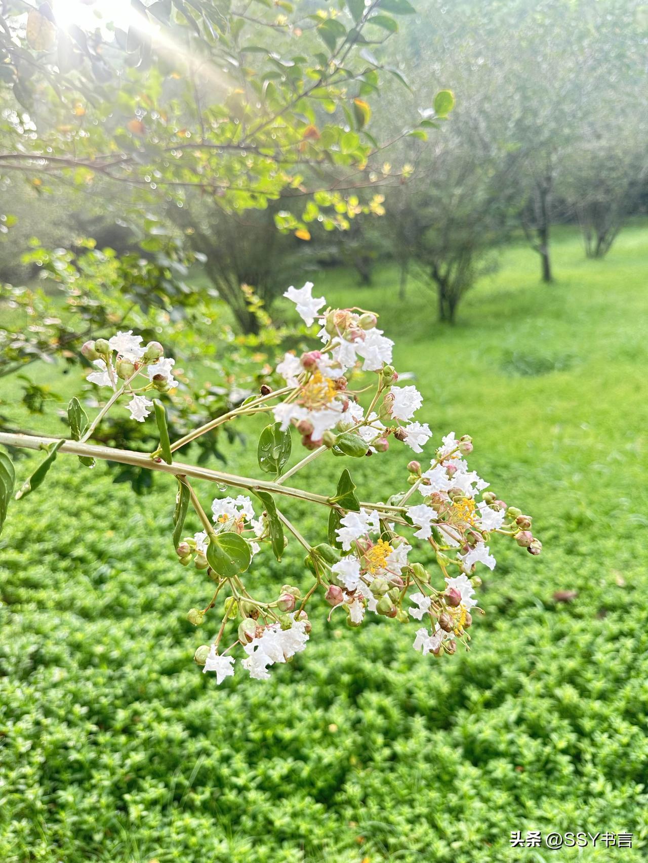 炎炎夏日偶遇这片清新花草，难得寻到一处静谧美景