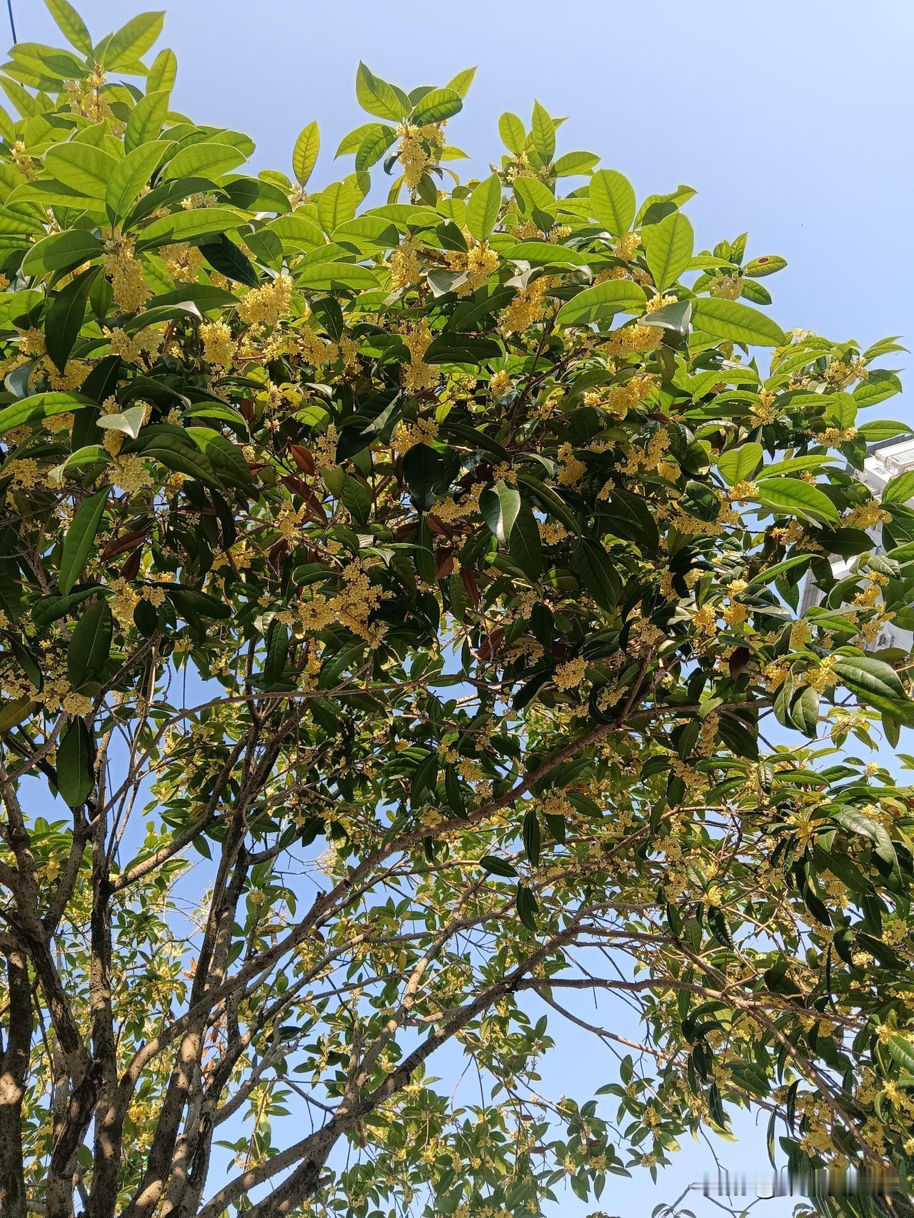 一抬头，便撞见满树桂香。澄澈蓝天之下，细碎金簇藏在层层绿叶间，秋风轻轻一吹，甜香