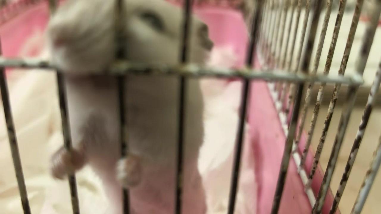 小仓鼠撕咬笼子是为啥？🐹小仓鼠撕咬笼子的原因可能有很多，比如它们可能是想磨牙，