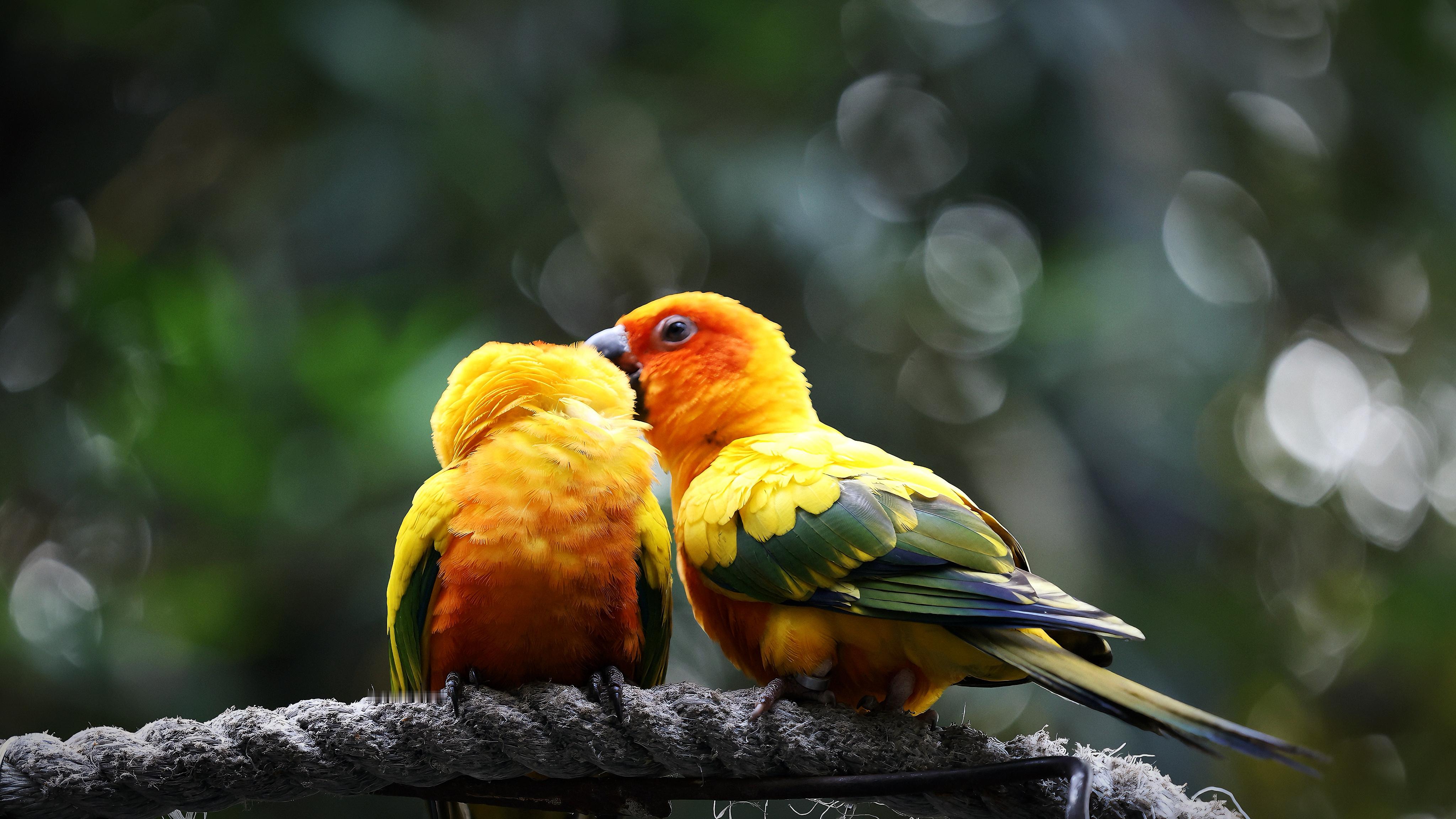 鄙人长隆一游…于是有了无泪赵鹭鸶鸟替代餐品鉴中： 