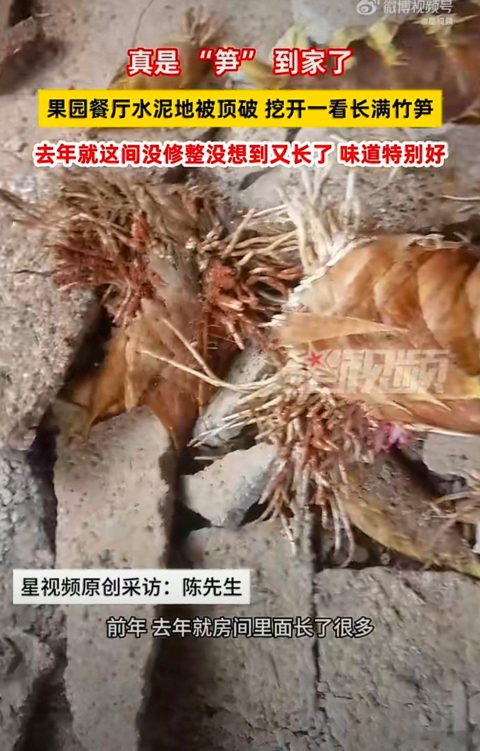 水泥地板被顶破挖开全是竹笋竹子的生命力非常旺盛，所以千万不要在房子周围种竹子，不