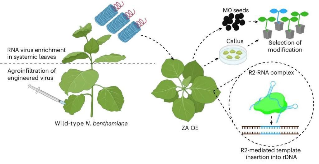 【大片段基因可精准导入植物基因组特定位点】沙特阿拉伯阿卜杜拉国王科技大学的科学家
