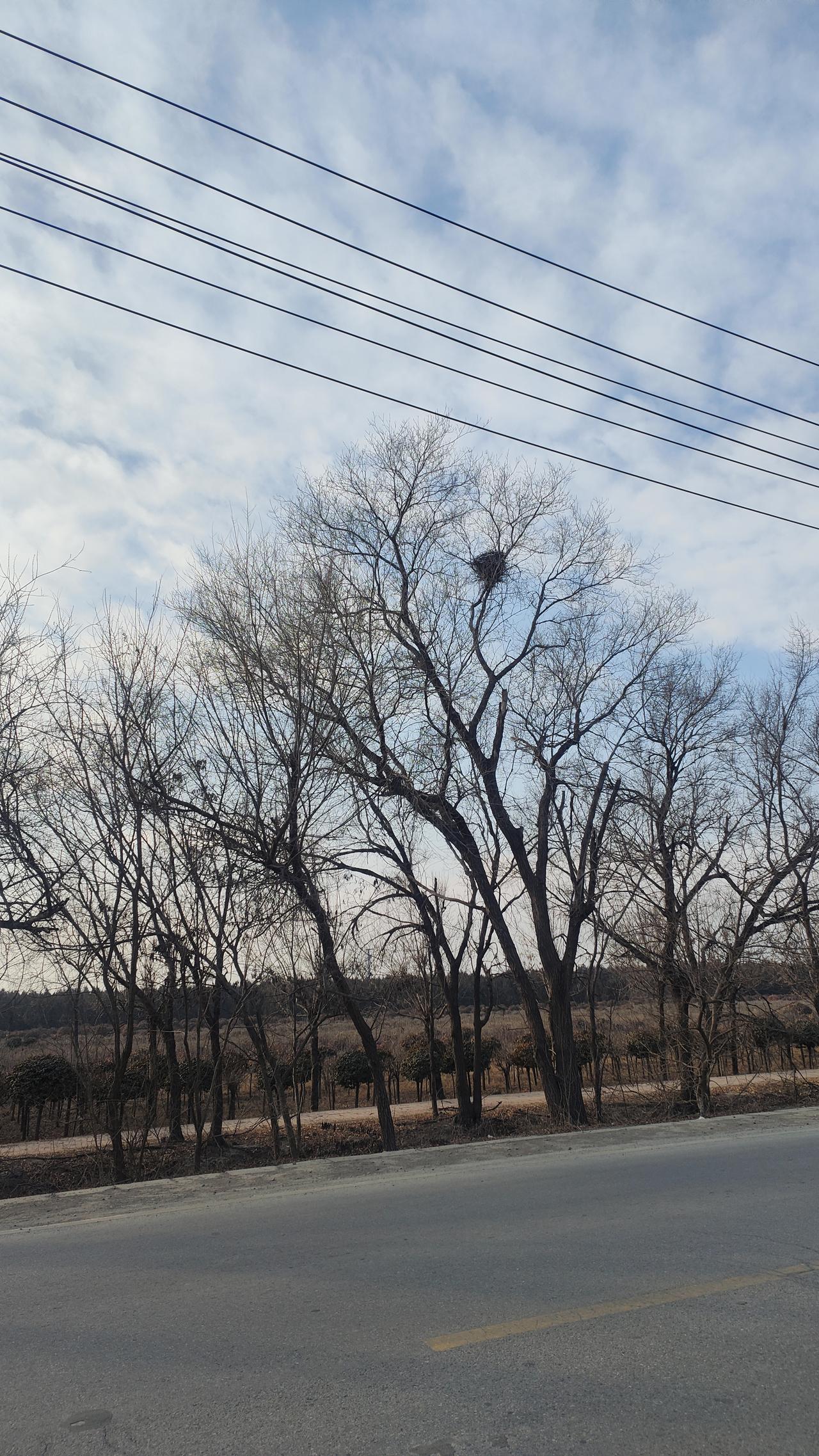 今儿出门走在路上，一抬头就瞅见路边这排光秃秃的树，枝桠伸得老高，跟画在蓝天上似的