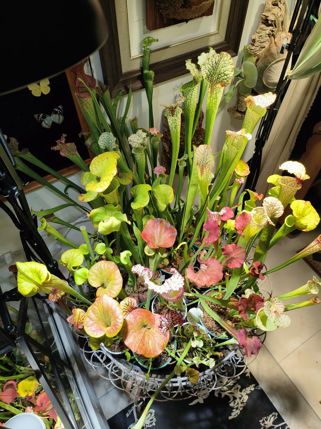 又入手了两盆瓶子草~快来康康