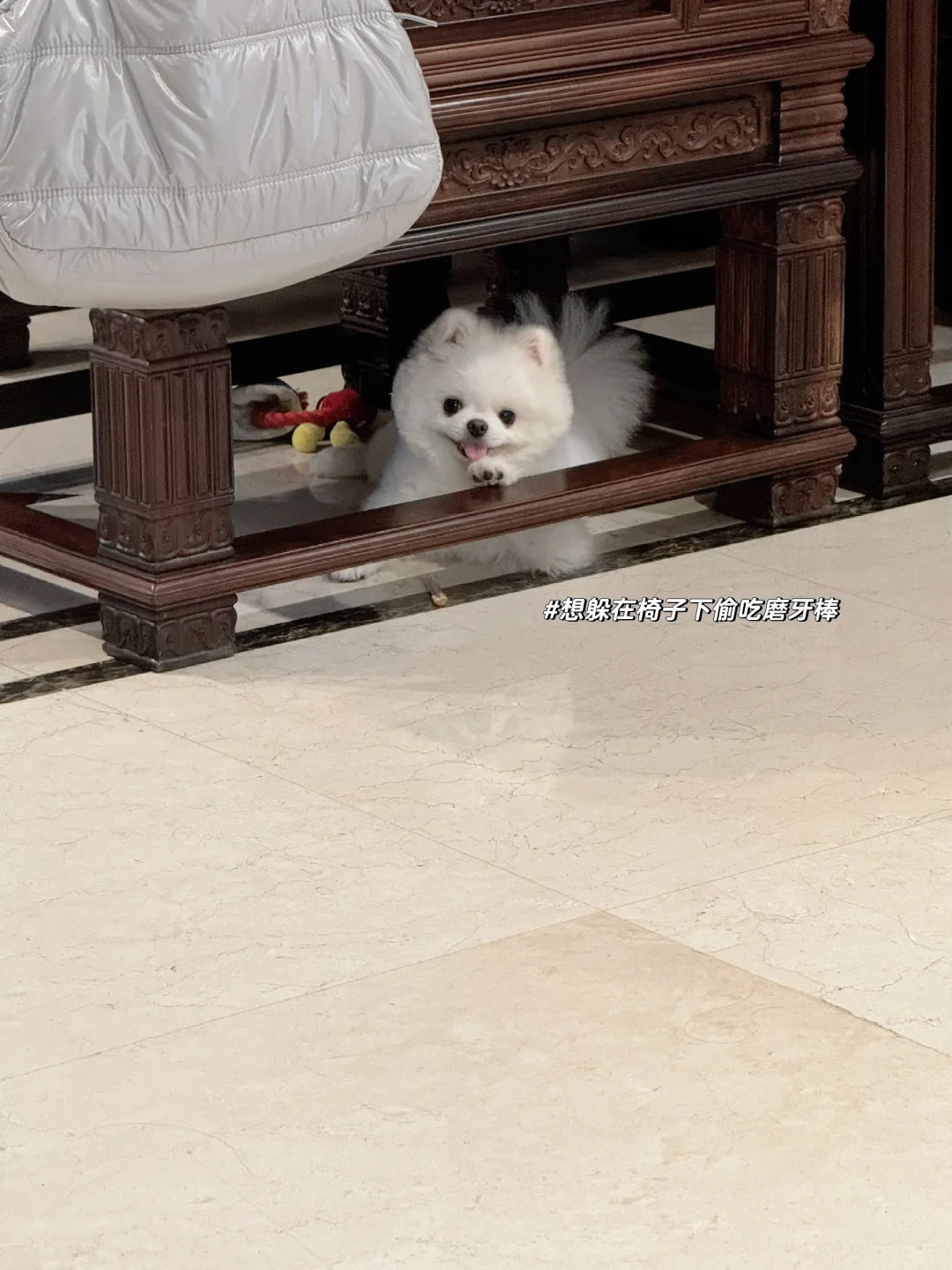 小狗的心思真好猜🧸