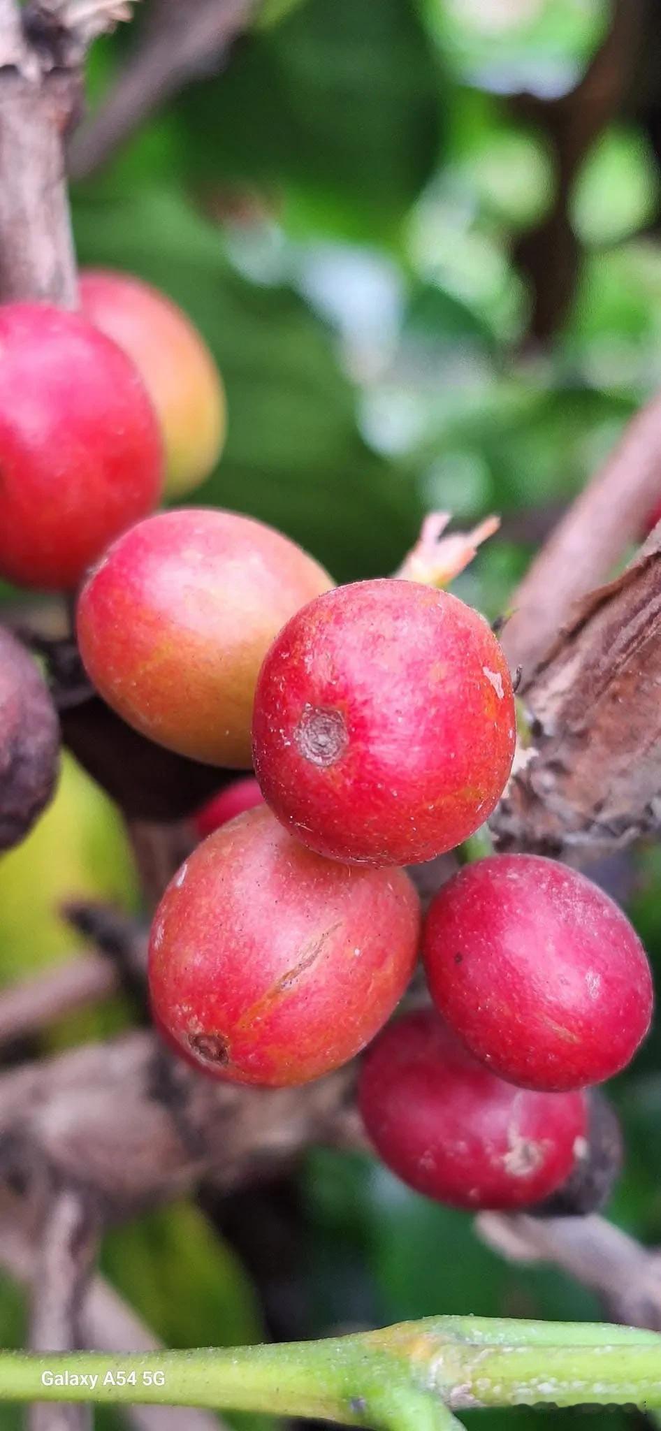 🏠☕️一顆顆咖啡紅寶石可採了✌️