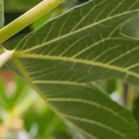 种植 🍃每日一善 🍃诜冬 种植无花果的知识：不同品种的无花果树适应不同的气候
