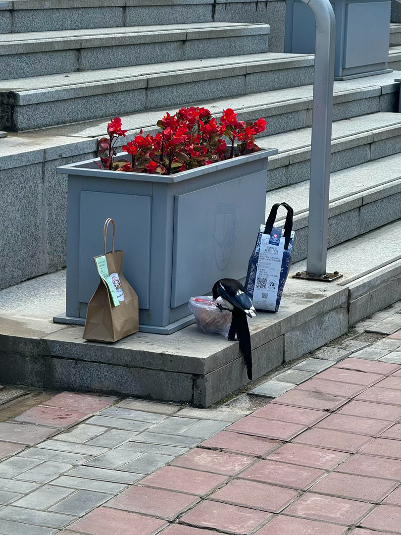 同学你的外卖遭鸟偷了 