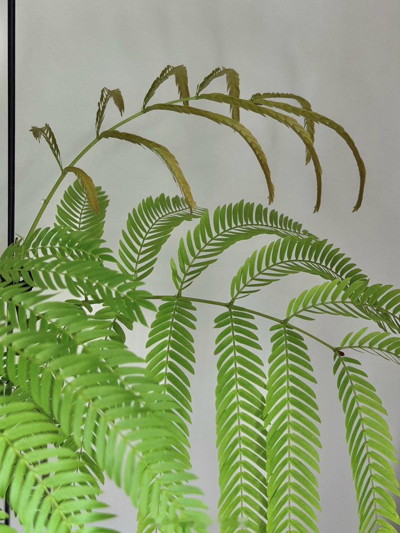 十月新生🌱植物绿植国庆新生 ​​​
