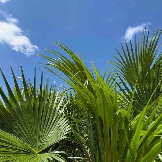 和煦的秋风吹拂着梅州大地
 
11月7日下午，秋高气爽，阳光明媚，和煦的秋风吹拂