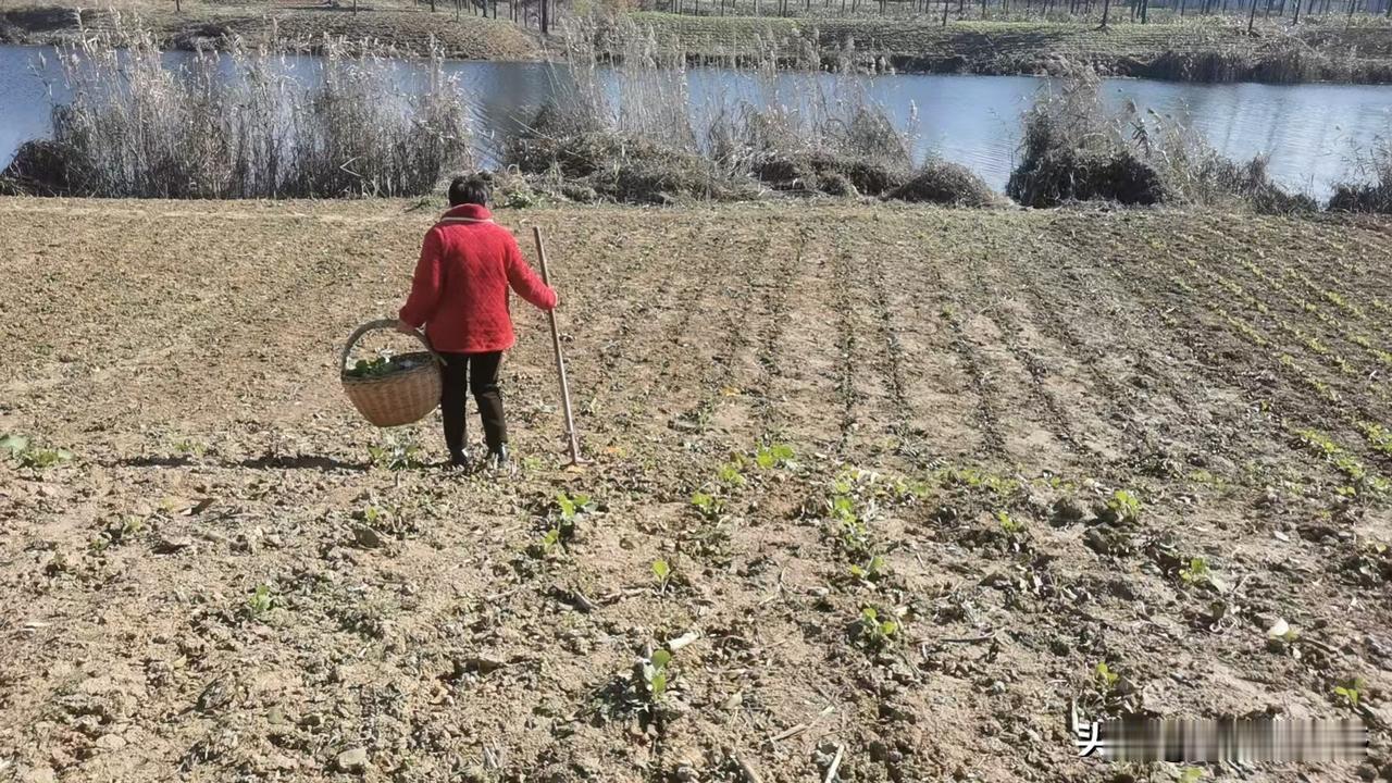 果然有些事情，是一丝一毫的懒都不能偷。

下午跟老妈一起去姥姥家薅油菜芽子，用来