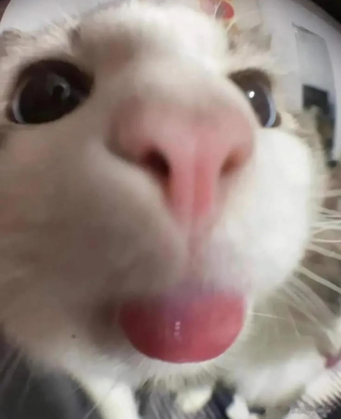 还得是我猫猫🐱🐱🐱 
