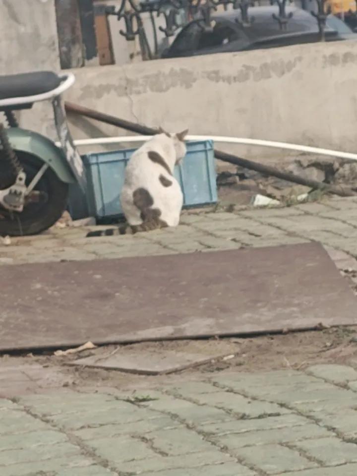 生活中偶遇小猫，总能带来别样惊喜。有网友在沙漠游玩时，碰到一只圆润友善的小猫。起