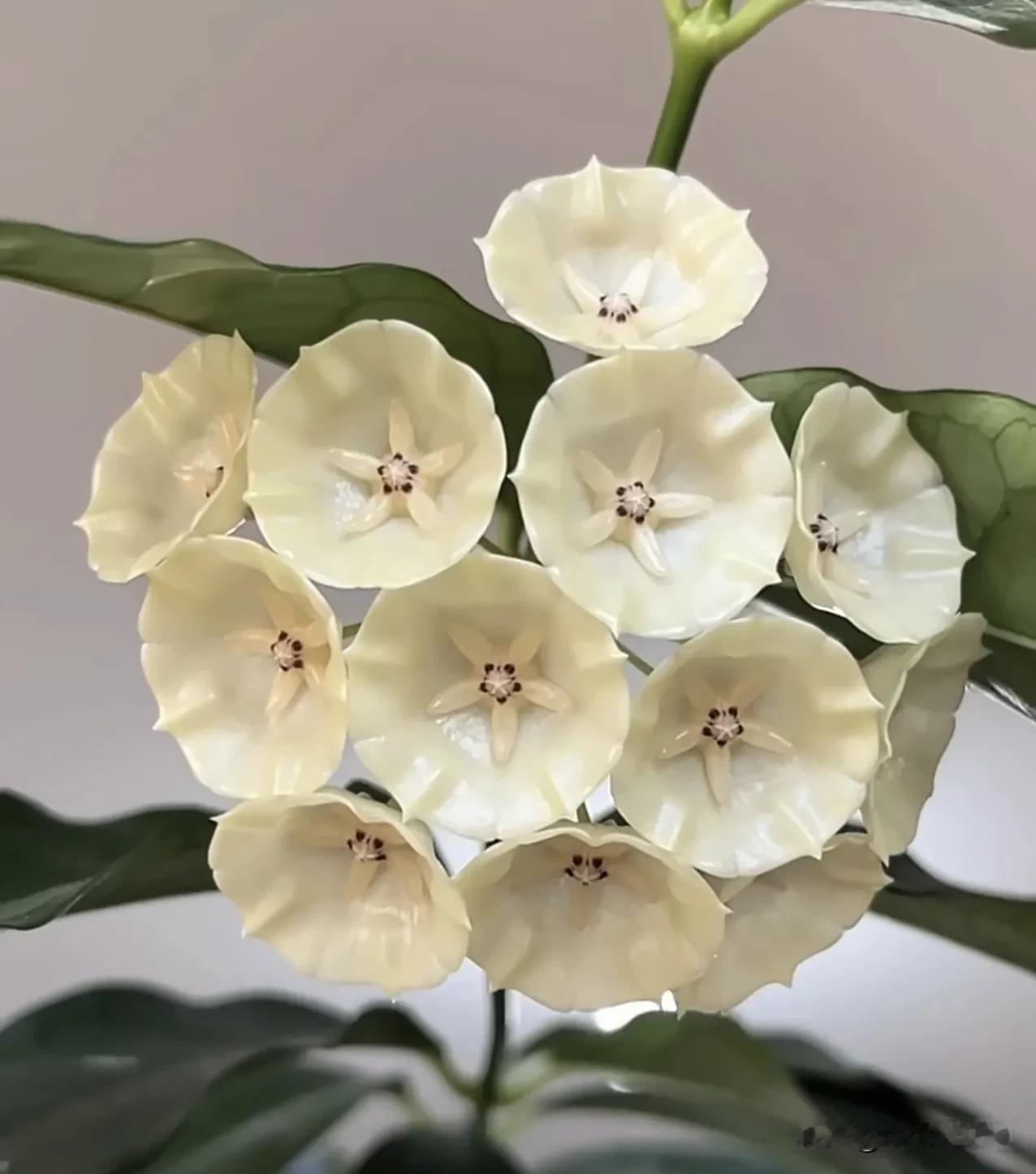 康朋娜球兰～