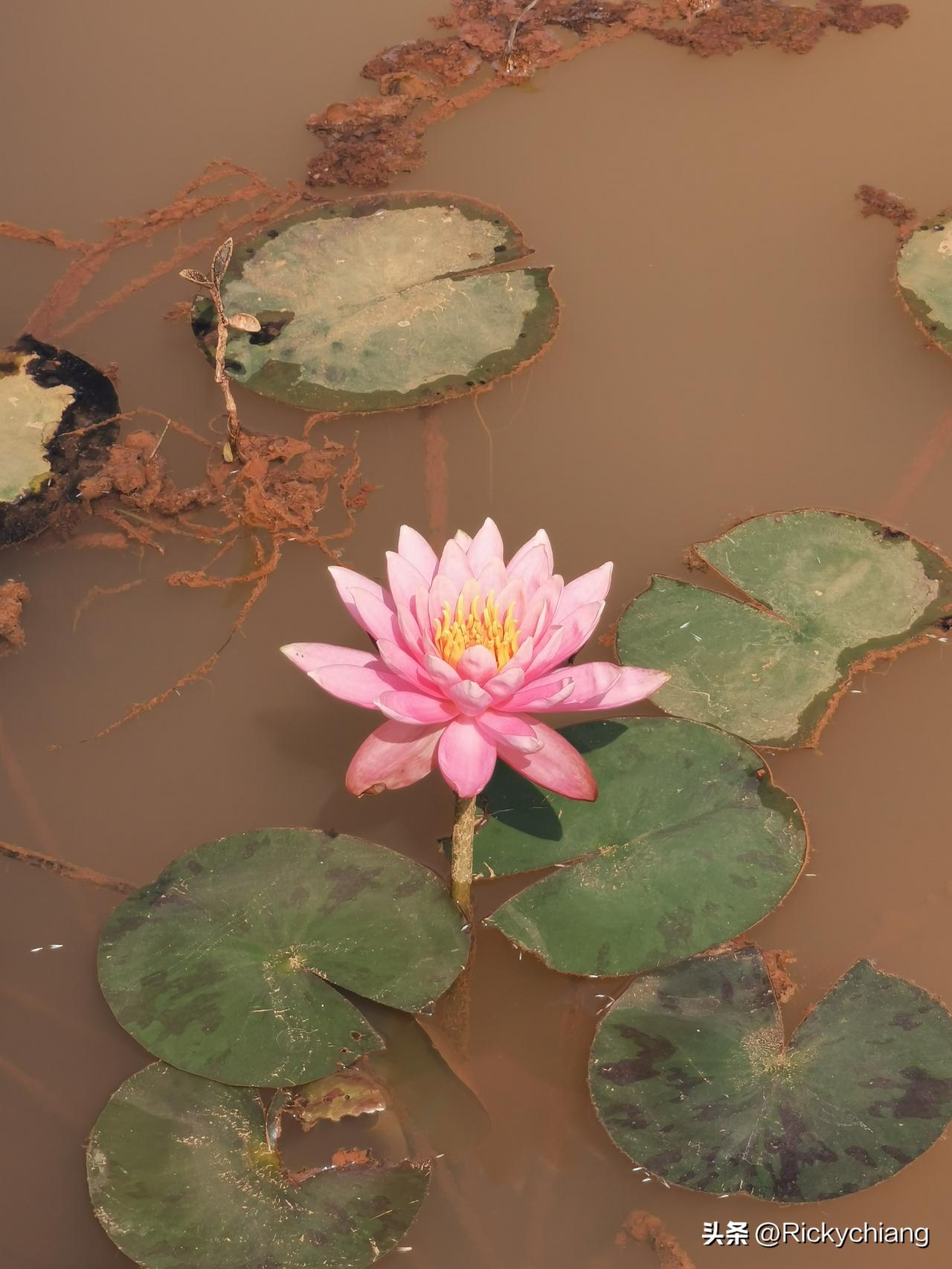 发一张你相册最近拍的花