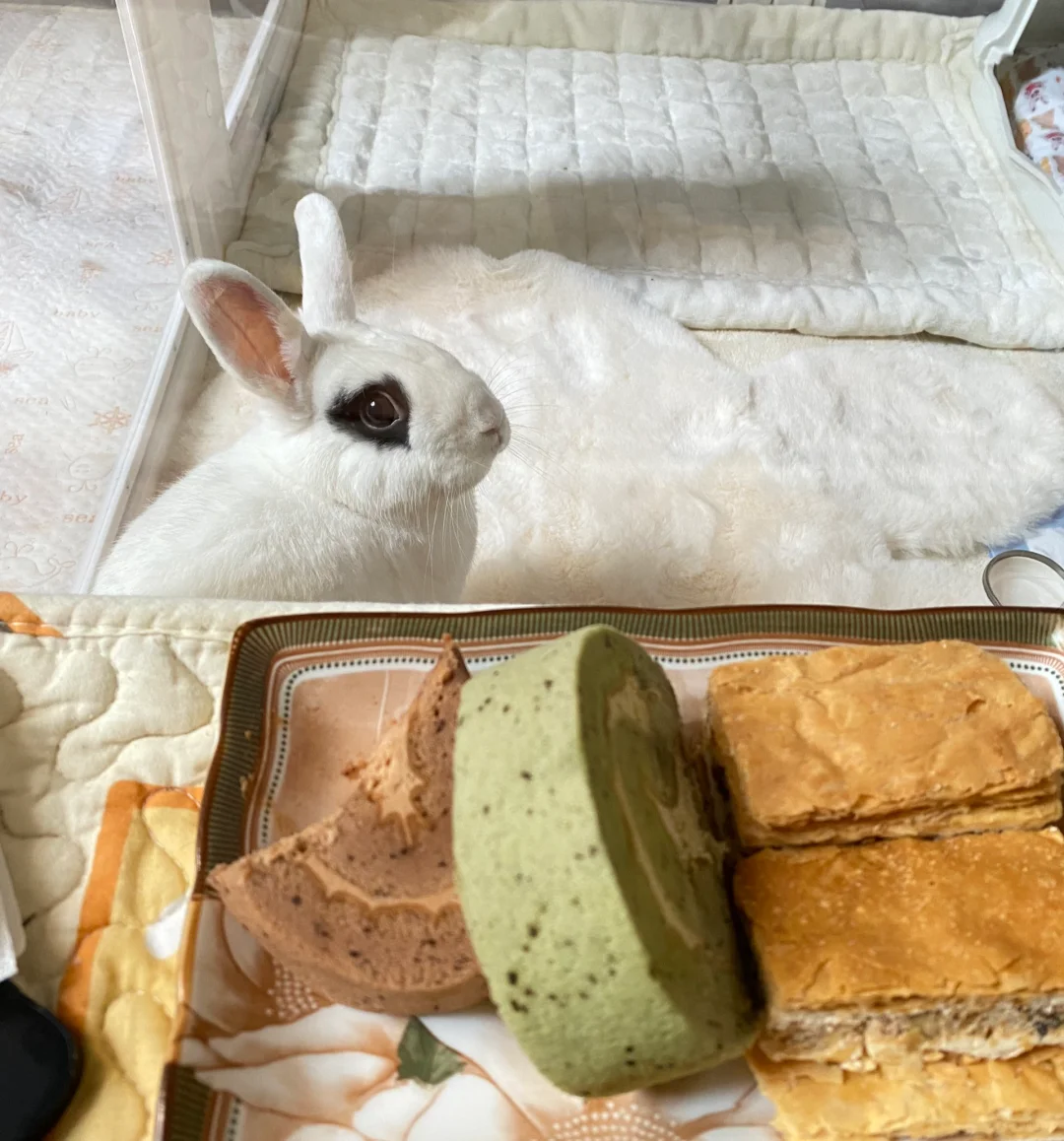 什么工作能在旁边照顾兔子呀