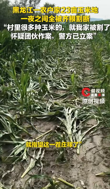 黑龙江农户家的23亩玉米，一夜之间被人从根部全部割断，一年的辛苦付诸东流，面对媒