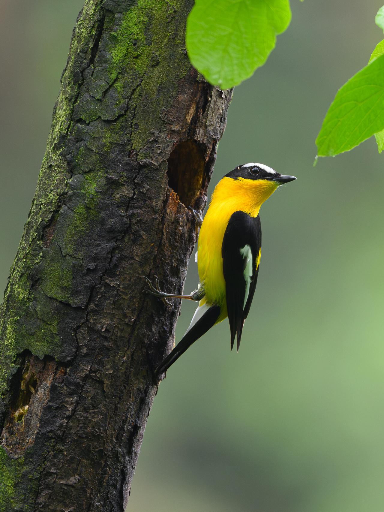 这是什么啄木鸟呀？浑身鸭蛋黄色，头一回见到这么特别的颜色！