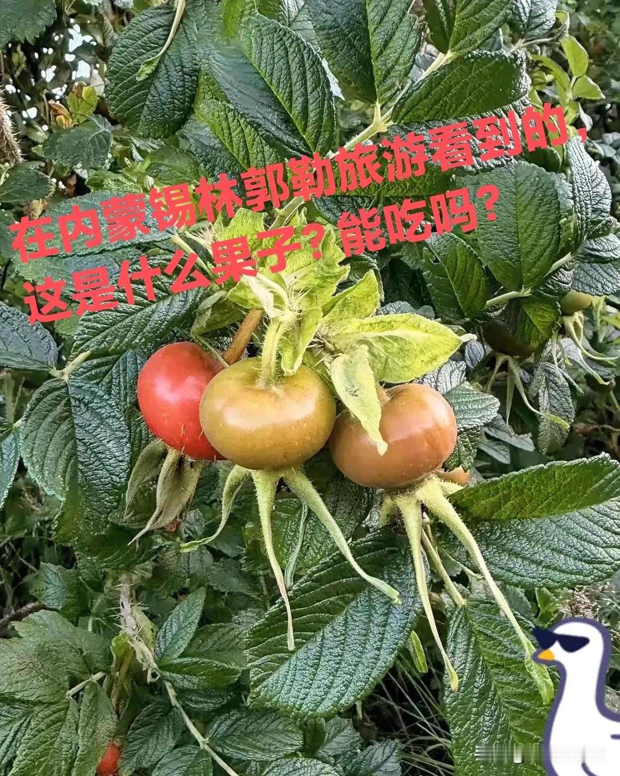 上个月随团去内蒙古锡林格勒旅游时早上起来比较早，转到一处高高的沙滩上拍到这种珍贵