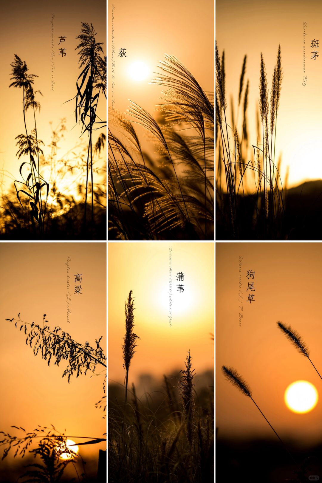 空灵之美|冬日“芦苇”集