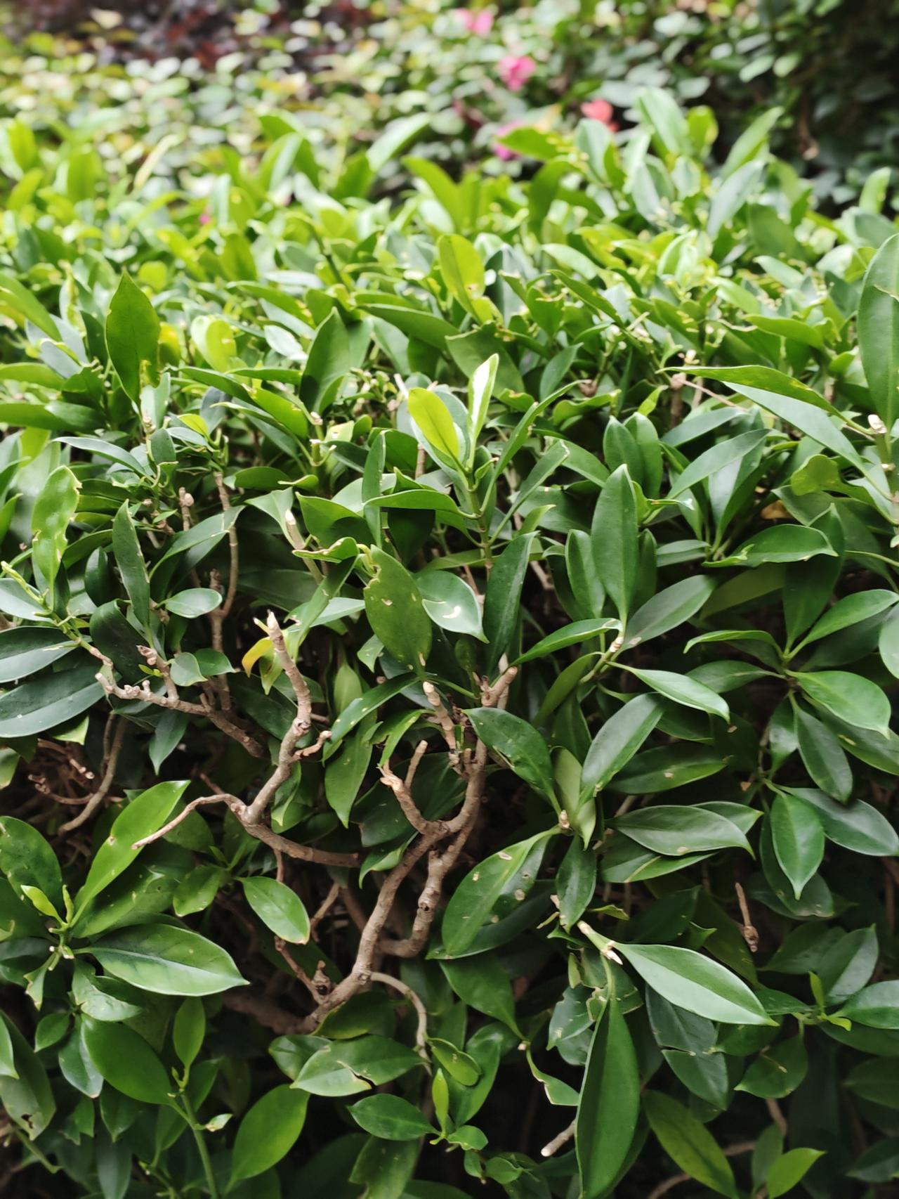 晒出你的本地生活春天的景色真的好美，下了二天雨，我们楼下的小区公园也很温馨，小花