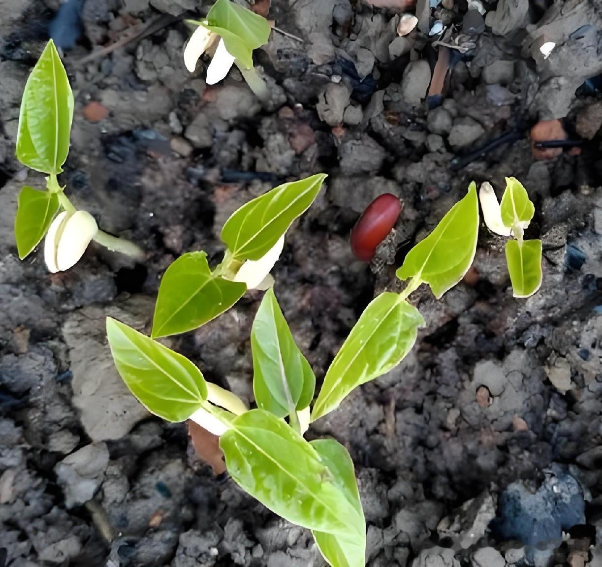 夏豆角没种好？秋豆角这样管，一茬接一茬摘不完

不少人种秋豆角，刚结一茬就慢慢歇