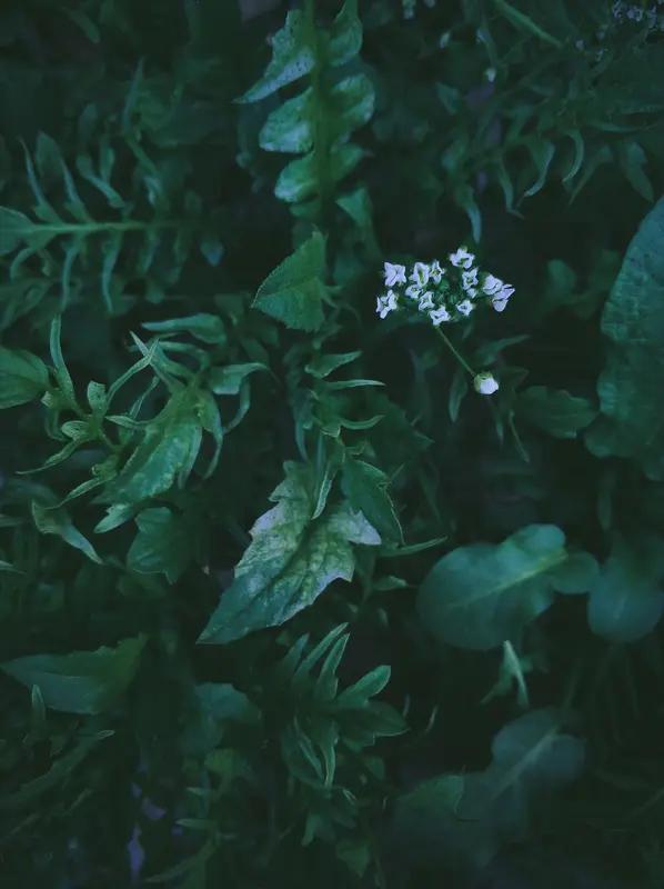 荠荠菜的营养价值
 
春天最地道的鲜味，不在大鱼大肉，而在田间地头那一捧嫩绿的荠