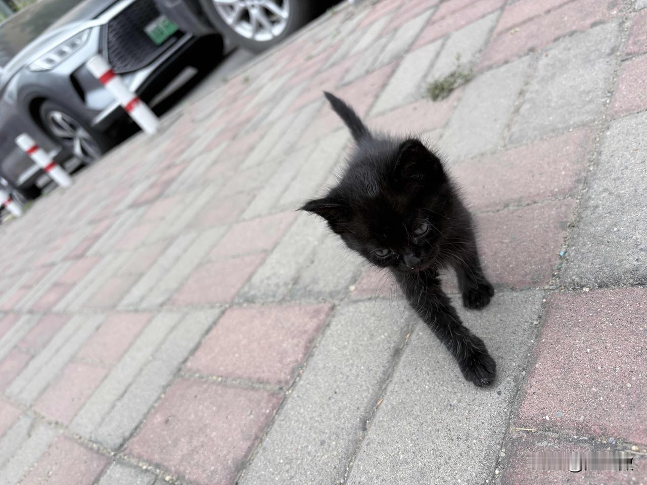 偶遇一只小小猫咪