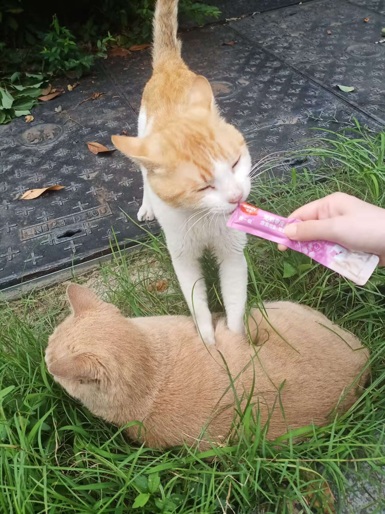 踩橘东篱下 ​​​