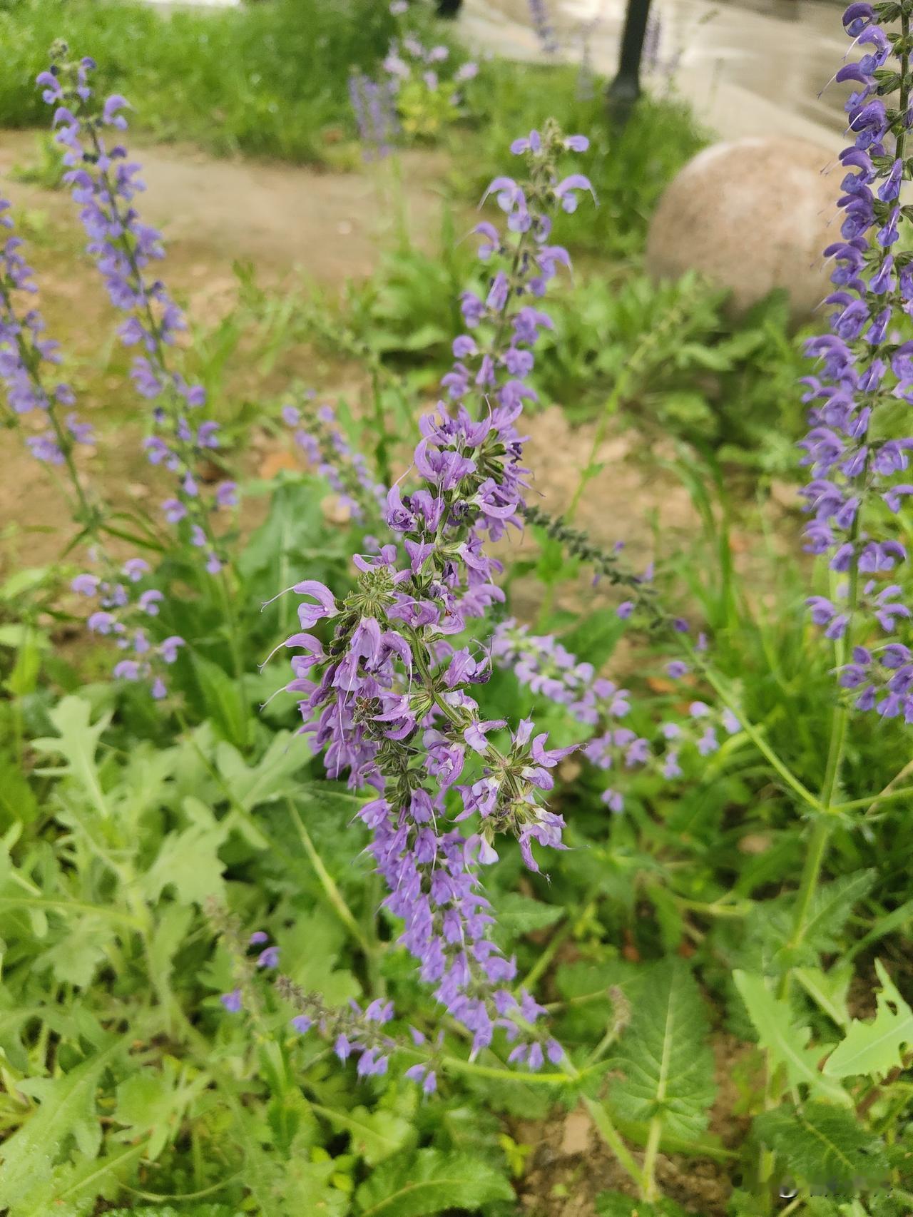 晒图笔记大赛许多人都不认识，这种植物叫什么。紫色的花一串串非常漂亮，这种植物就是