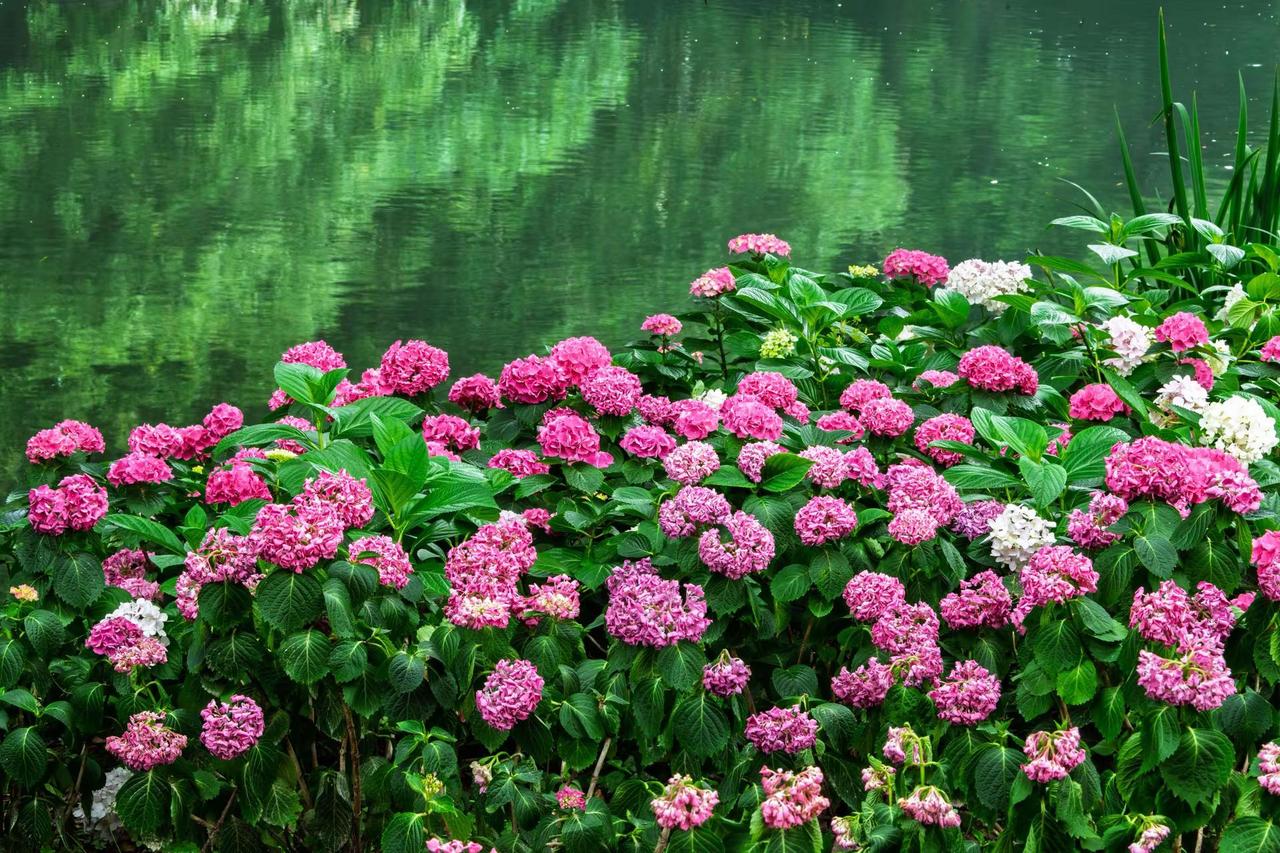 杭州西湖曲院风荷。杭州西湖曲院风荷绣球花海 原创花草摄影 意境花草